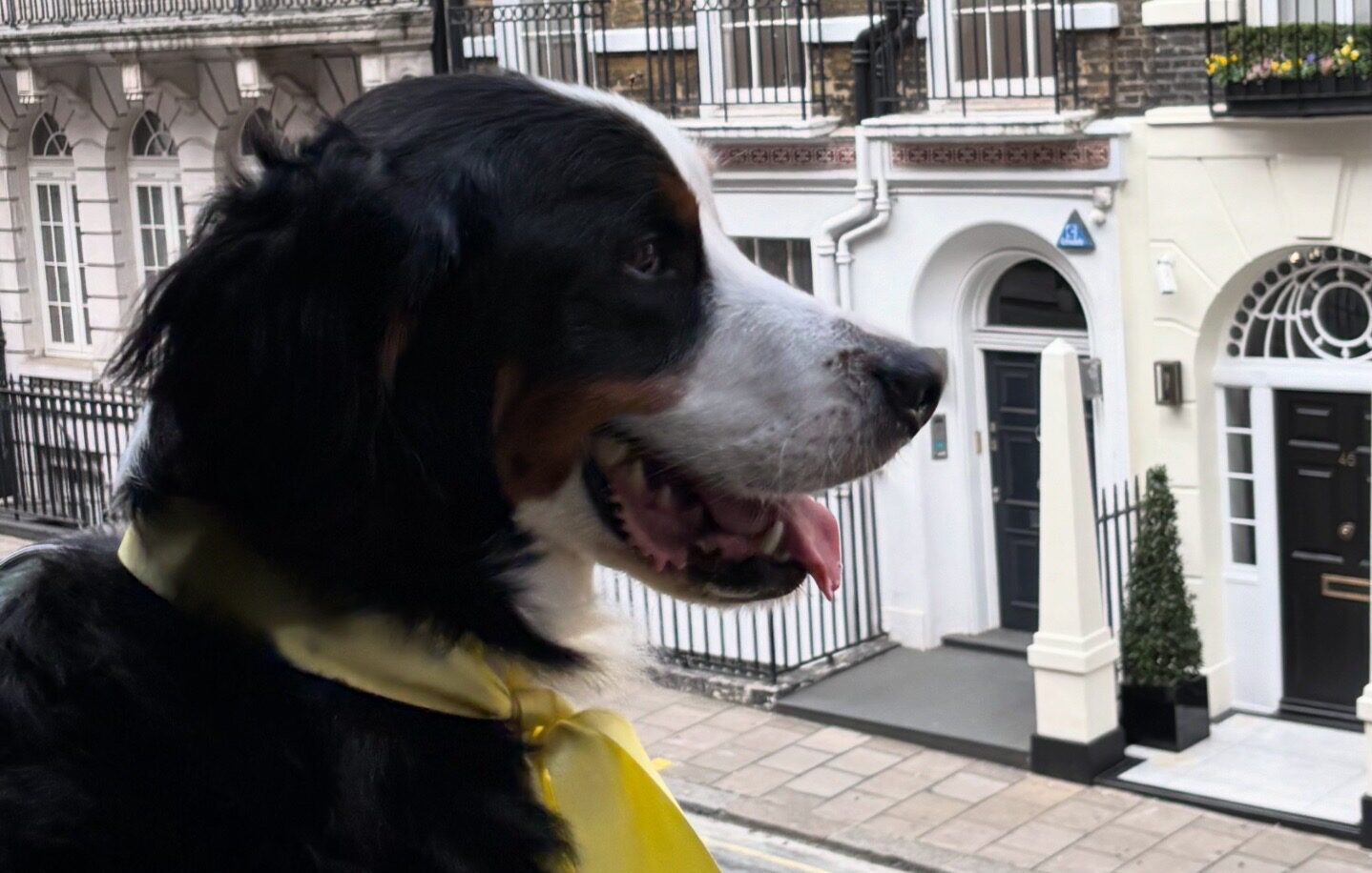 A beautiful black, tan and white Bernese Mountain Dog, wearing a yellow bow, sitting in the window of 9 Hertford Street with the view of Georgian townhouses in the distance.