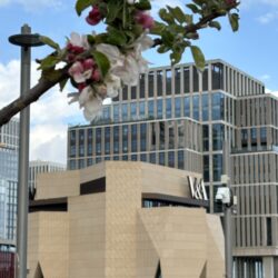 Pink and white spring blossom in the foreground with the sand-coloured V&A East Museum building in the distance.
