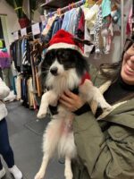 A small black and white dog, wearing a festive red and white hat, being held in a Crisis charity shop.
