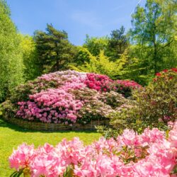 Pink and purple azaleas in full bloom at the Isabella Plantation.