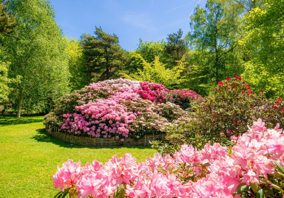 Pink and purple azaleas in full bloom at the Isabella Plantation.