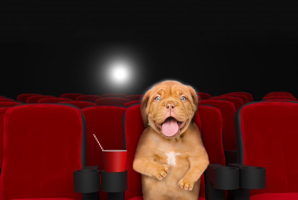 A happy dog at a dog-friendly cinema