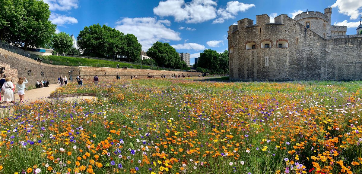 Superbloom at the Tower of London (until 18 September) Hertford Street